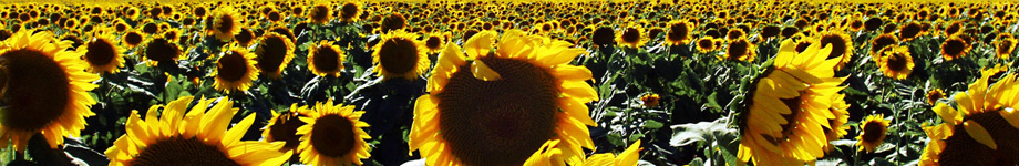 Business Library Blog Rotating Header Image