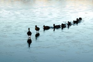 ducks-in-a-row-1316756