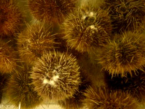 boy-urchins