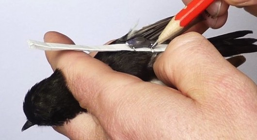 Attachment of a 0.36g geolocator to a male Pied flycatcher in 2015 © David Price
