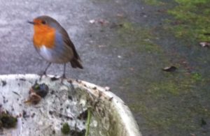 Photo of a robin