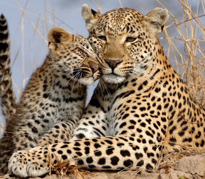 Modelling Morphogenesis: Beyond ‘Just So’ Stories of Leopard Spots